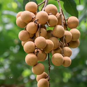 Longan (Dragon Eye)